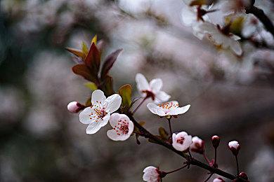 港服NSO试玩同乐会《哆啦A梦 牧场物语》免费游玩